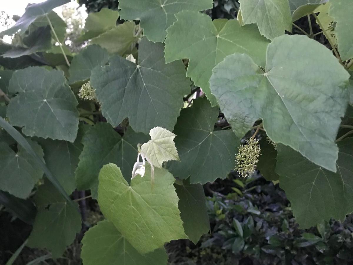 Ferienhaus Riesling Haßloch Esterno foto